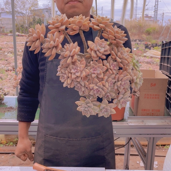 236淡雪缀化一物一拍