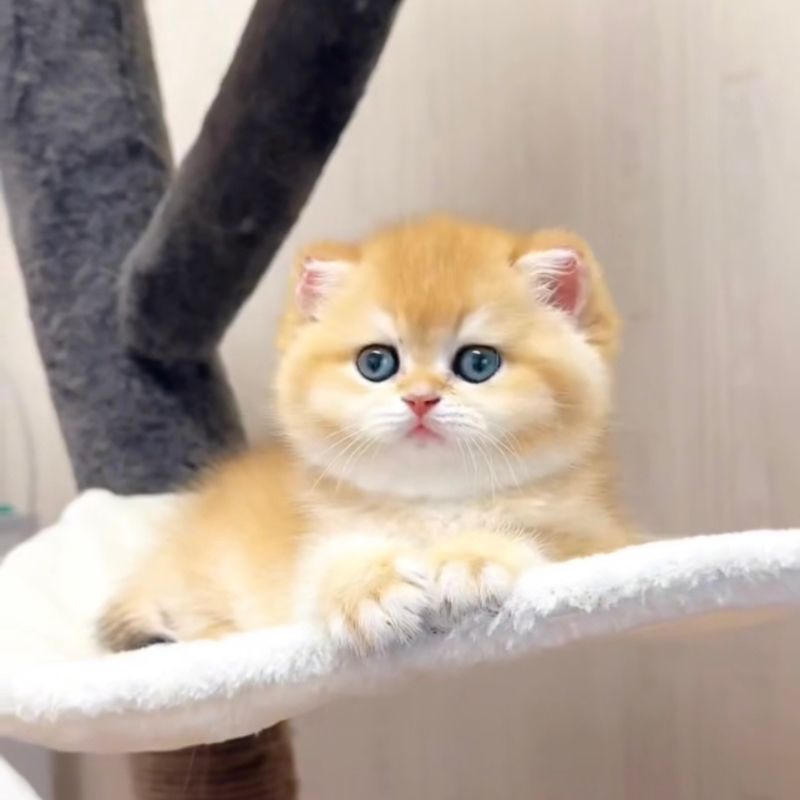 【祥云猫舍】金渐层蓝金渐层紫金渐层英短渐层猫咪链接