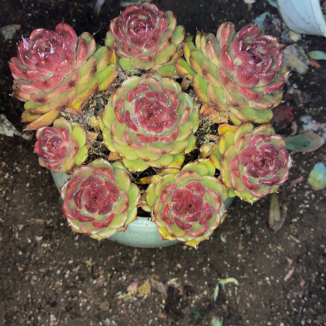 伊***恋老桩精品肉肉紫水晶带盆