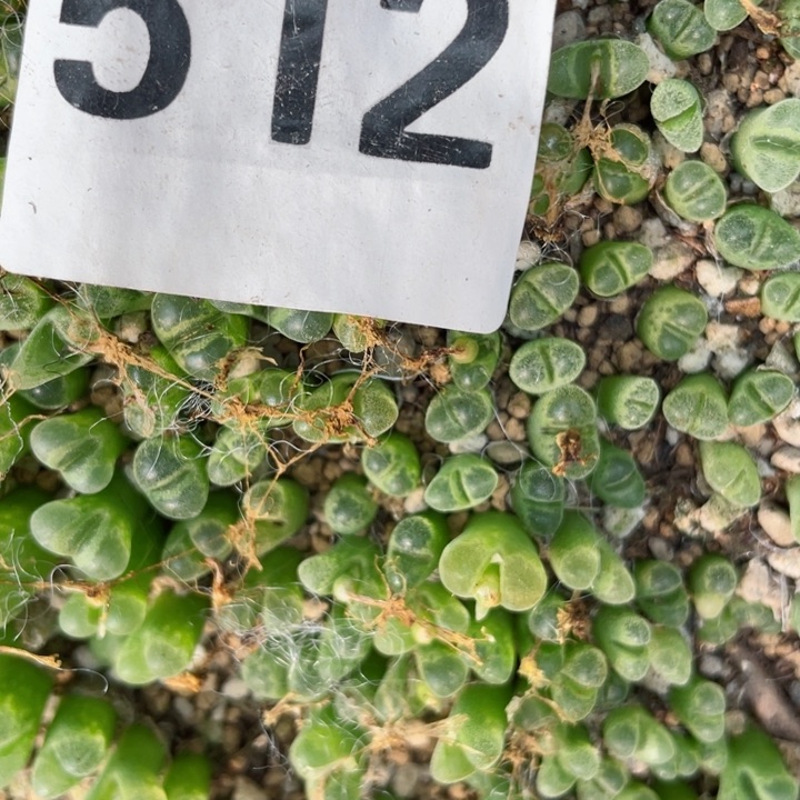 512冰风铃10颗l l l l p l