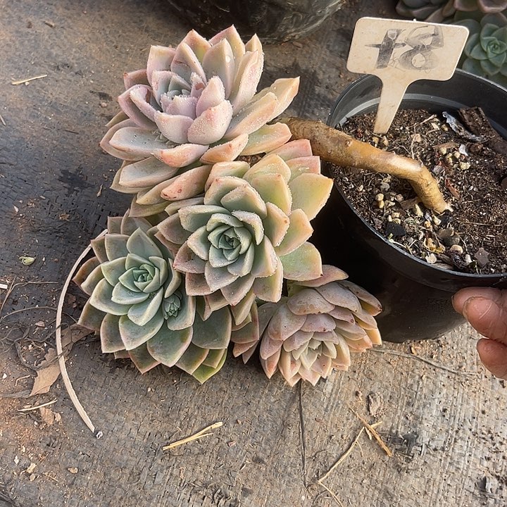 两单包邮，一物一拍8哈利