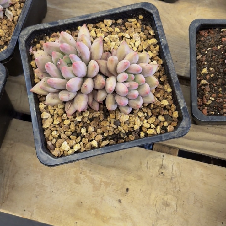 钱***?水晶球多肉美美哒的