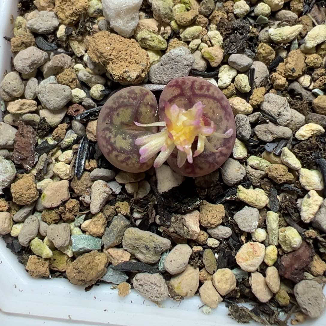 【闪购商品】277……