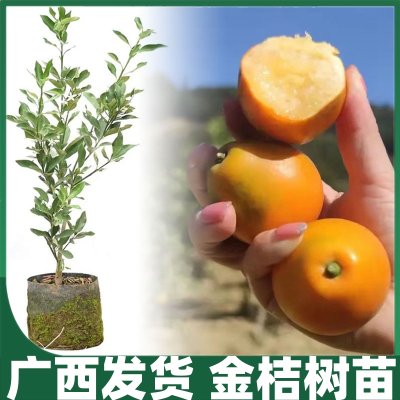 金桔树苗嫁接果树苗脆皮金桔苗盆栽地栽当年结果四季种植南方北方