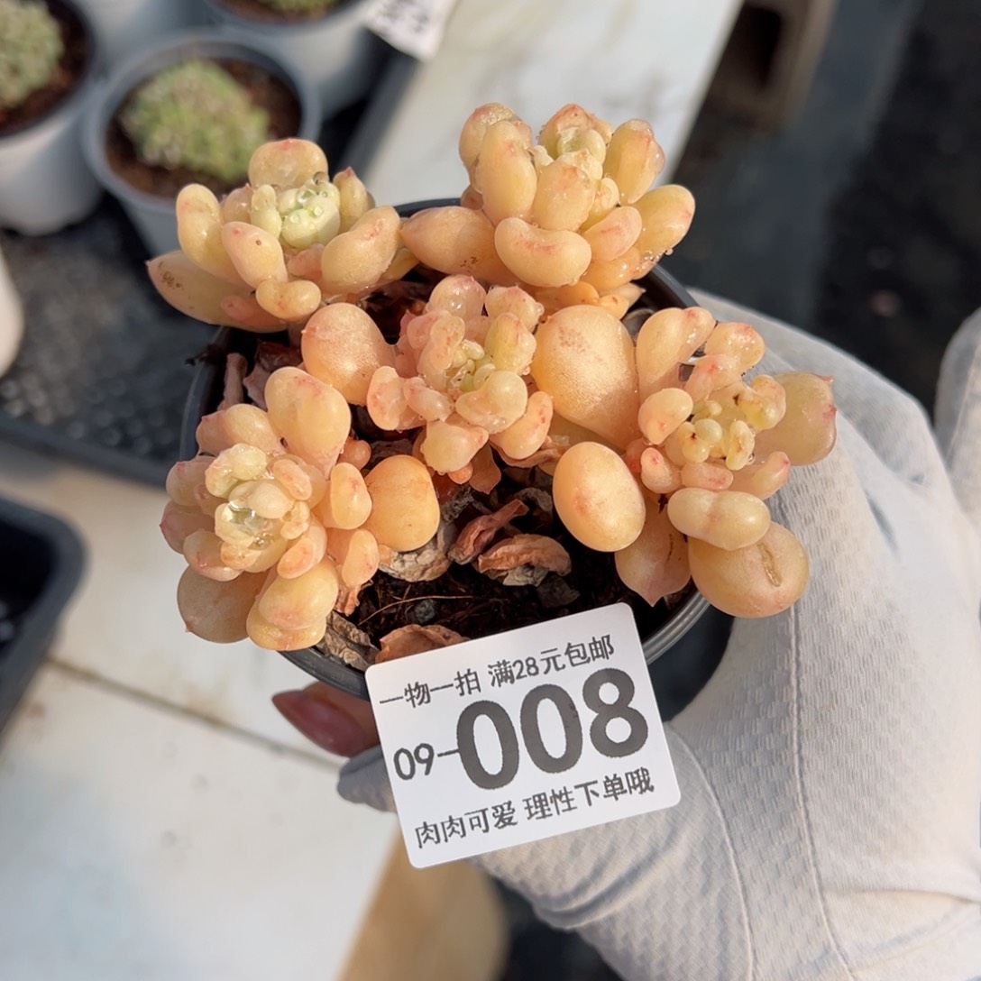 艾尔盖茨多肉多肉多肉多肉