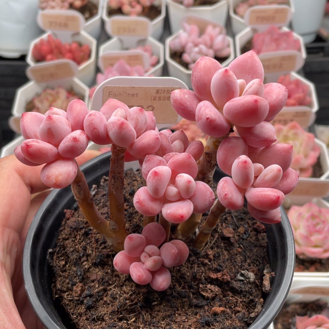 7722樱花洛神-11厘米