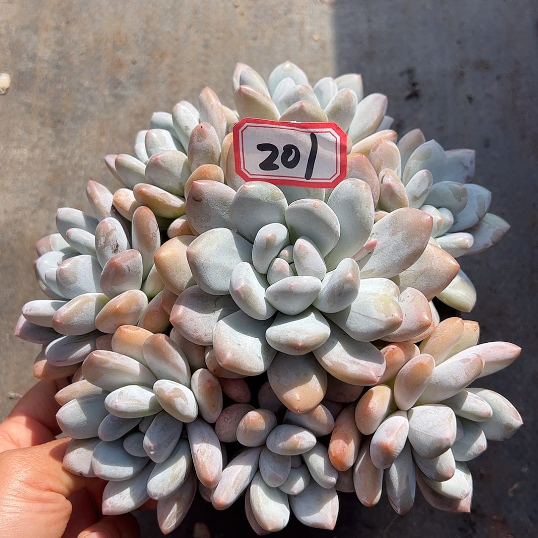 香水老桩，一物一拍