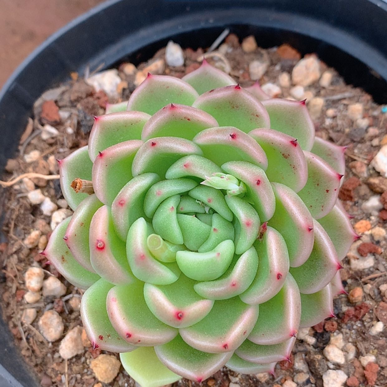 【闪购商品】云667