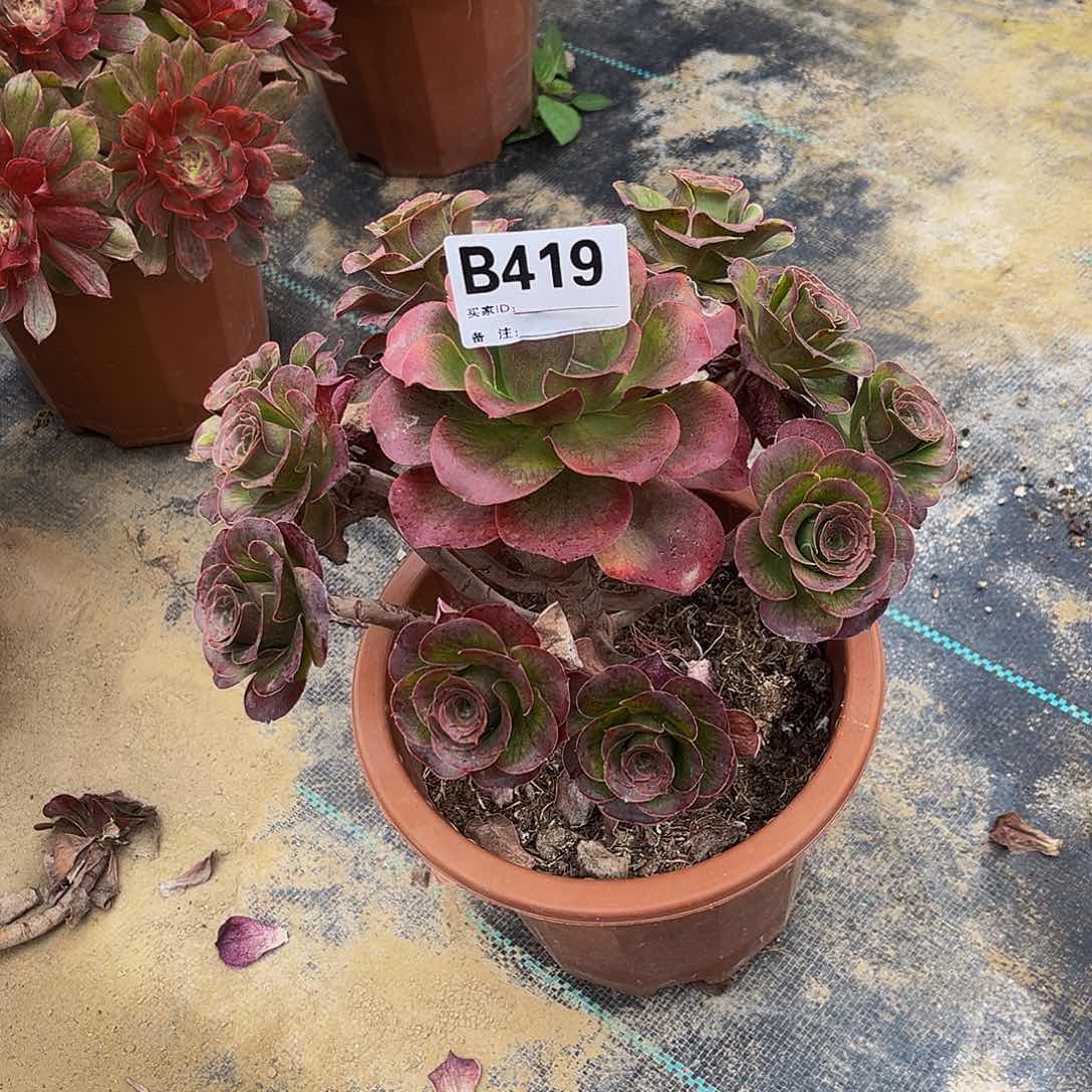 微****有魅金一物一拍419