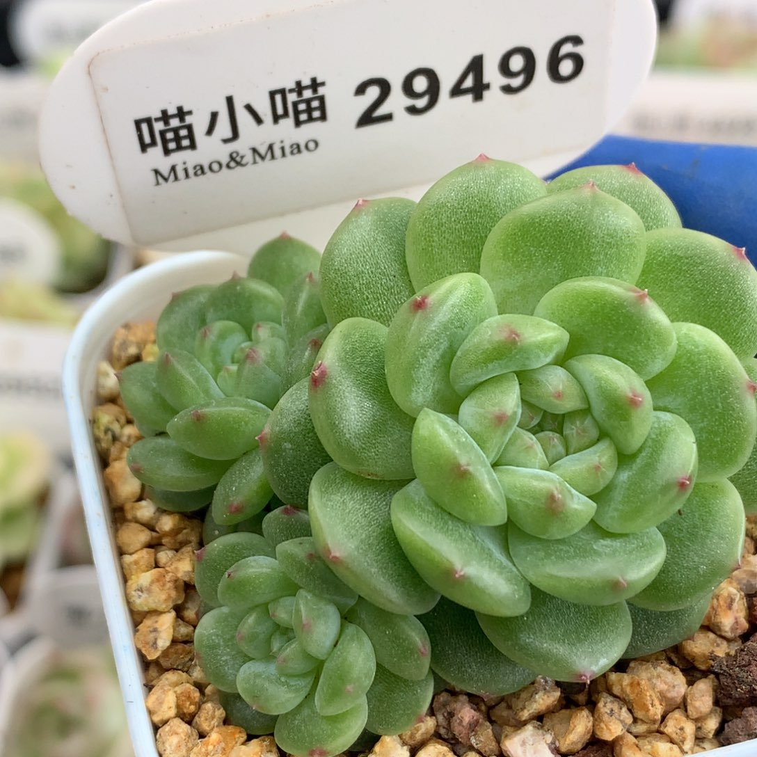多肉植物杂交珍妮