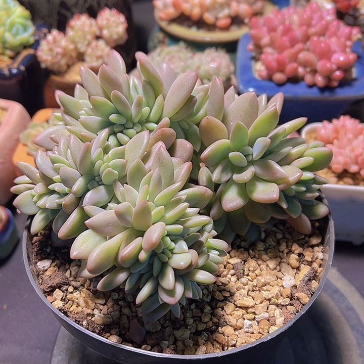 米*子桃花源缀，多肉植物