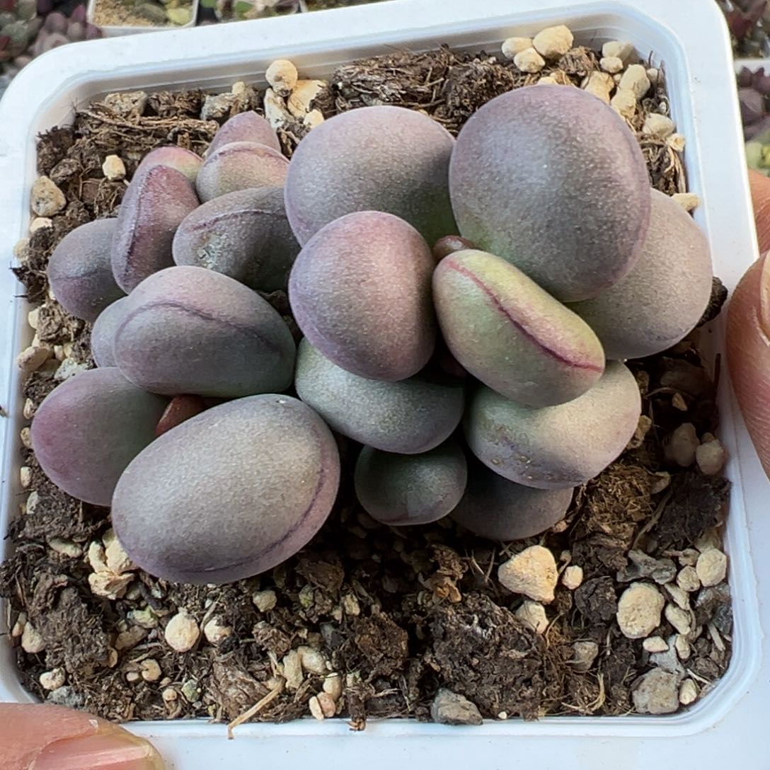 球球紫蛋多肉植物水泡10方盆老桩