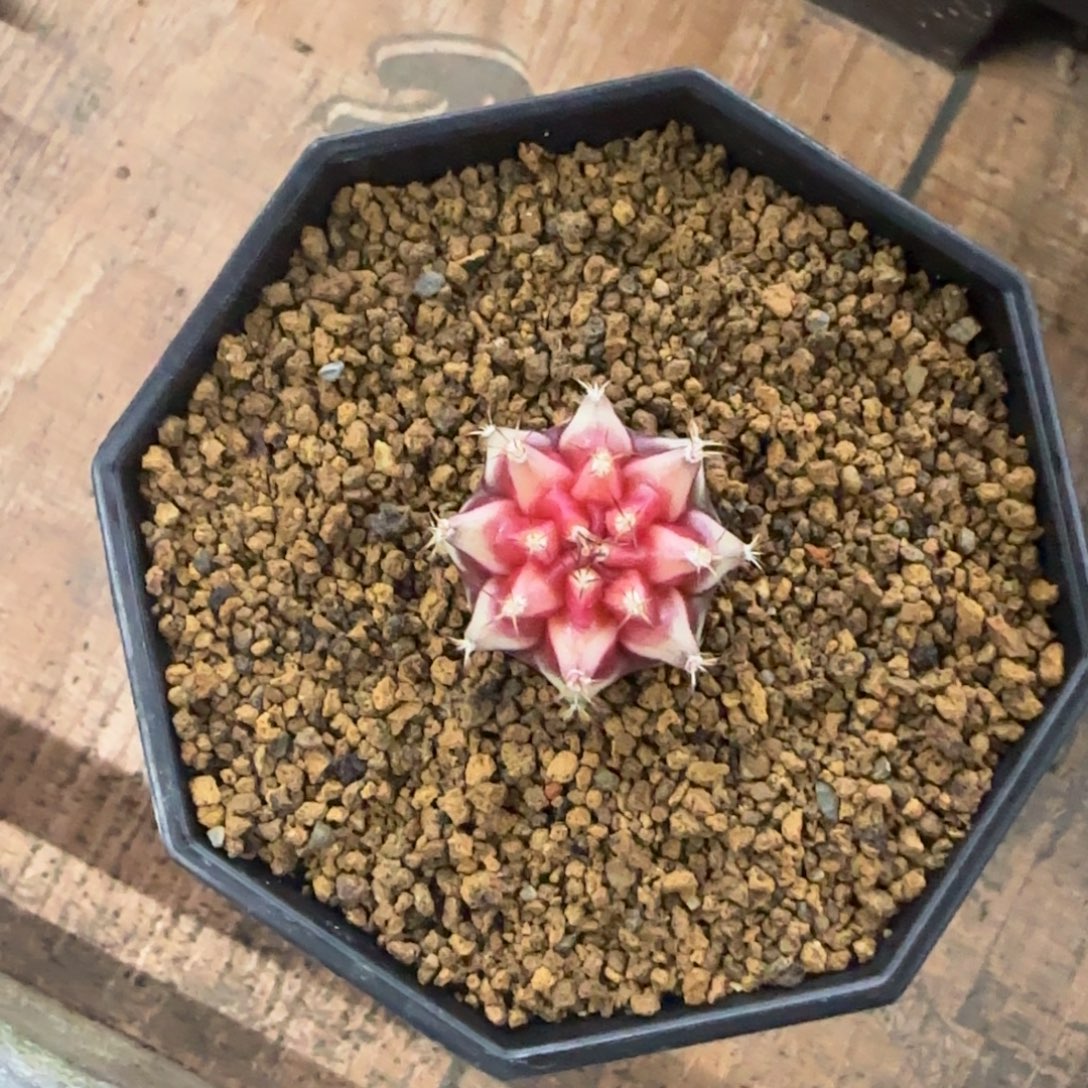 羚***主泰系名品侧芽beloved