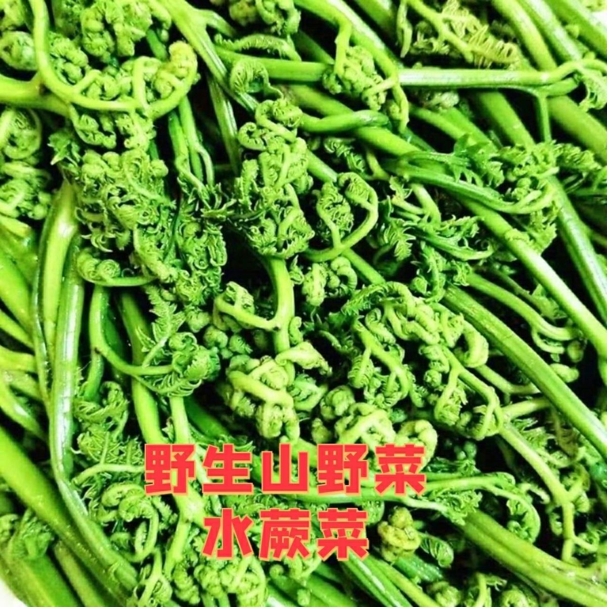 东北特产水蕨菜新鲜焯水山野菜水撅菜保鲜袋装商用整箱可炒食凉拌