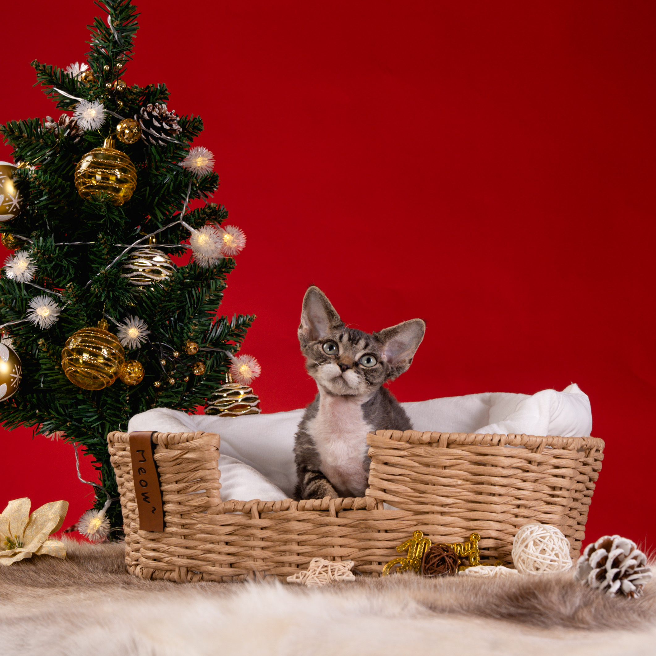 【脖子家德文】潇洒哥 棕虎斑加白弟弟 活体猫猫