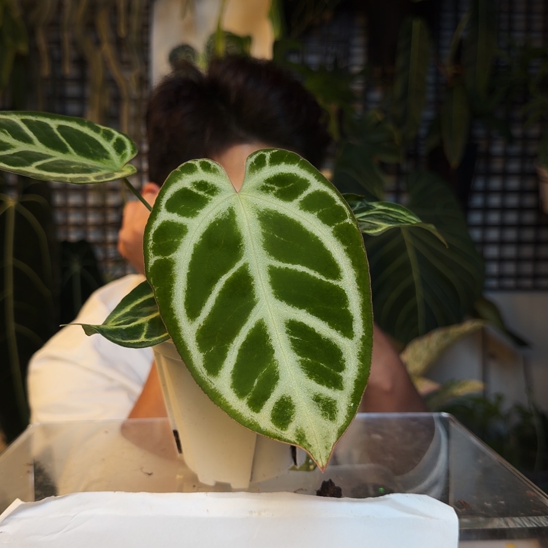 完全开放D24SKG银