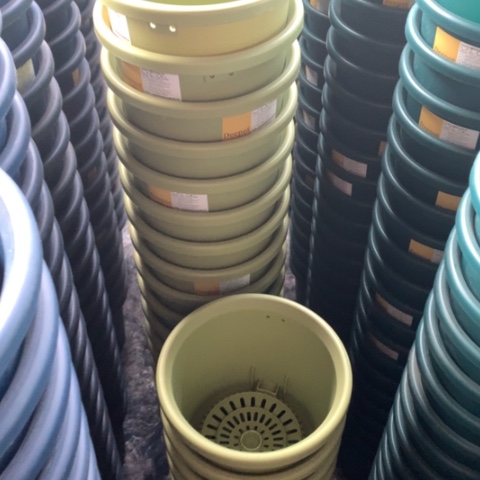 红陶17果绿无托爱丽思3个