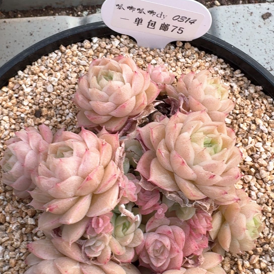 白*0314-75-麦秆群不包整