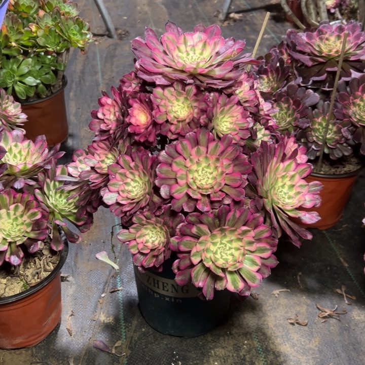 52红铜壶白多肉多肉多肉