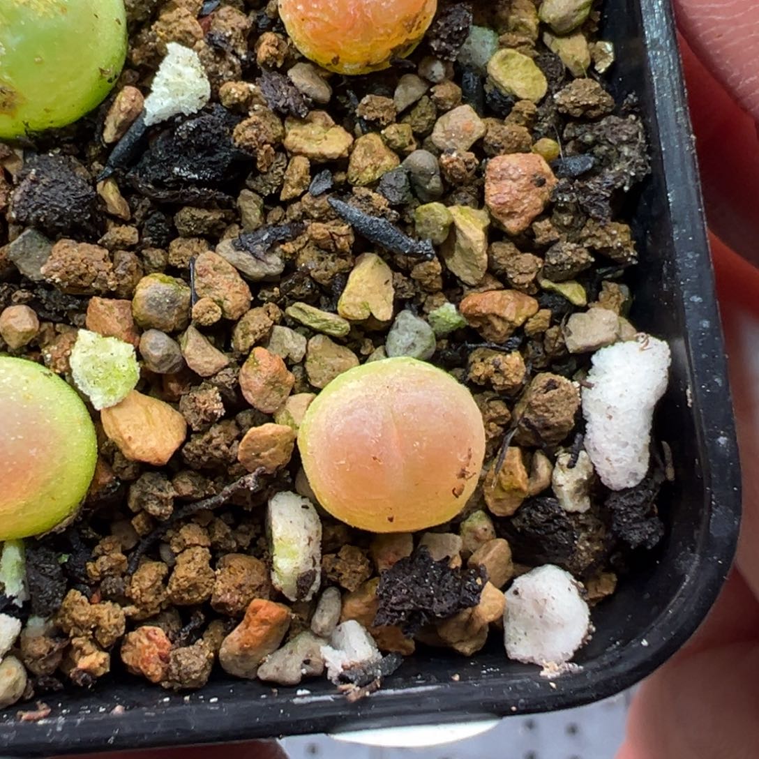 156单头拉登杂一棵特