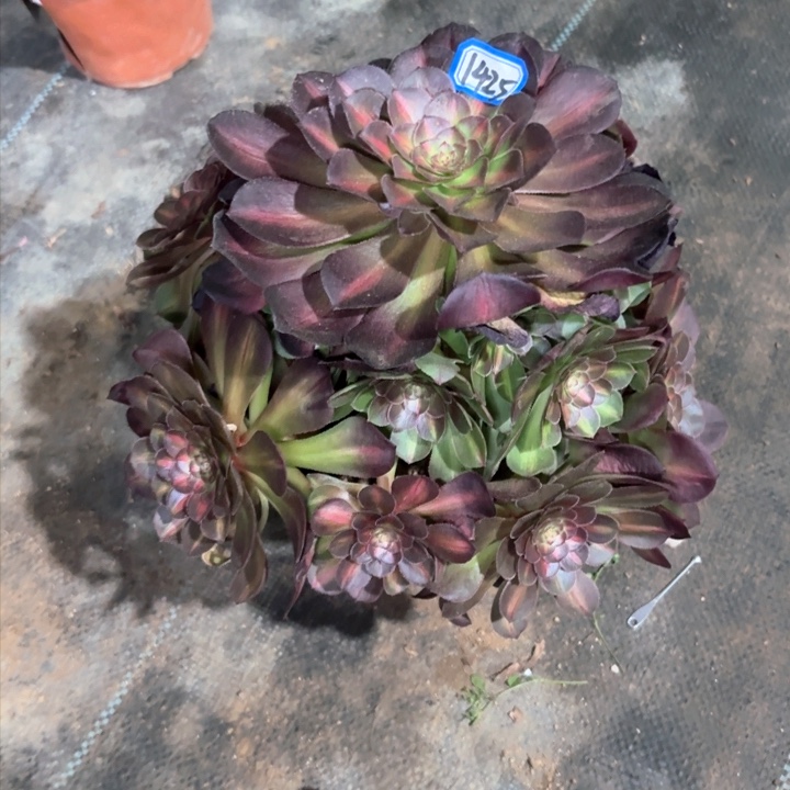 倾城中班1425一物一拍法师多肉