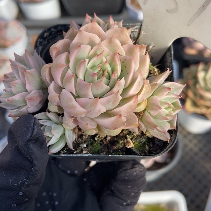 951玛格丽特锦多肉植物保护