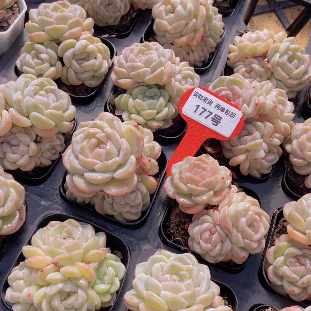 177号 白底白桃汽水群生不包整一个