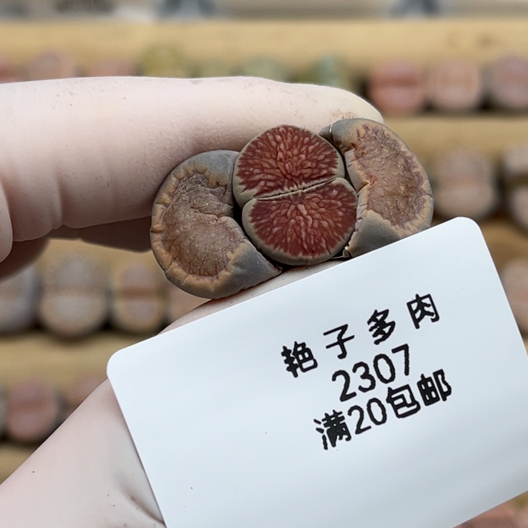 2307号一棵满窗莲花菊