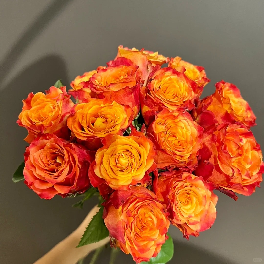 火焰玫瑰   一单京东三单京东  收到需要醒花