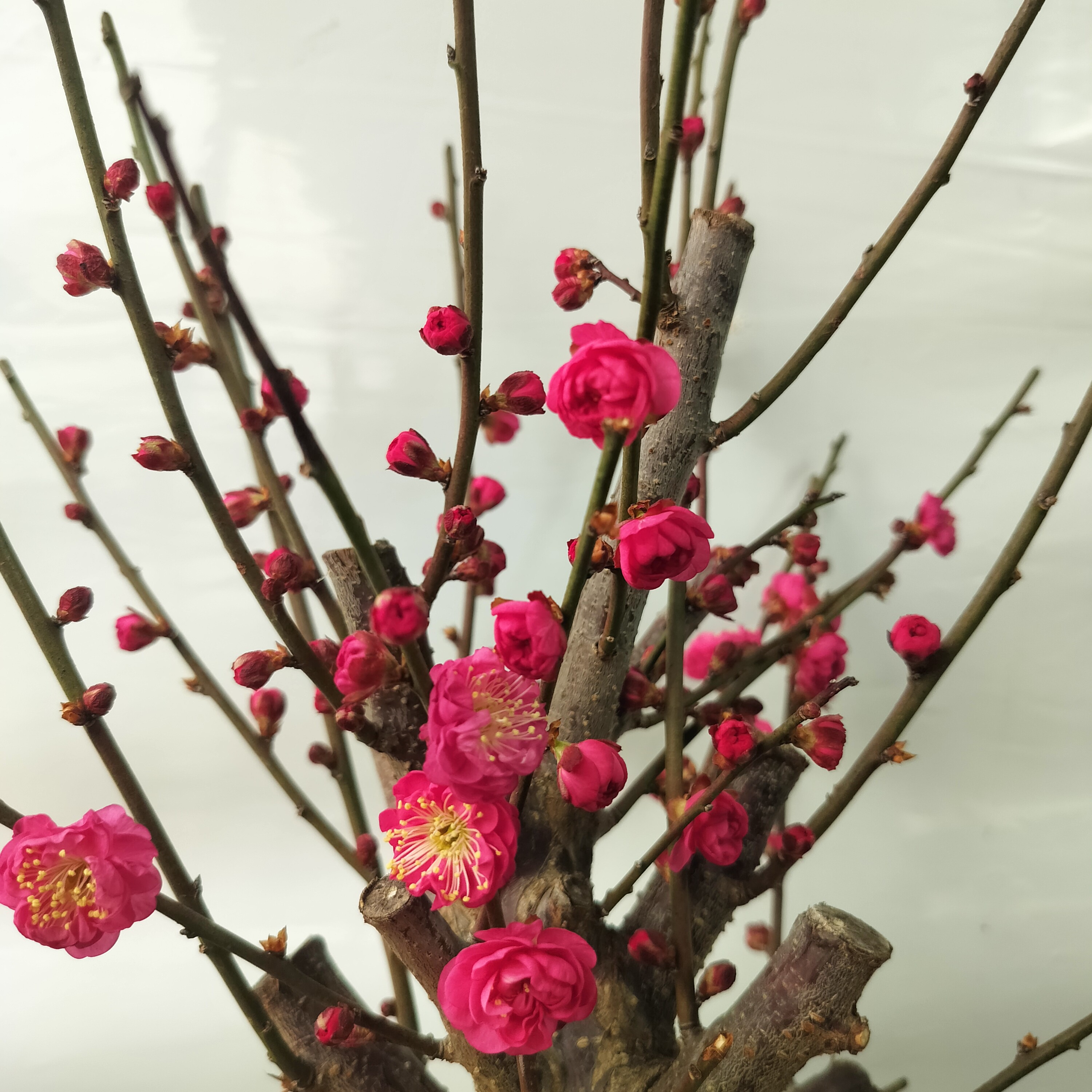 原生南京红梅花花繁色艳花期久