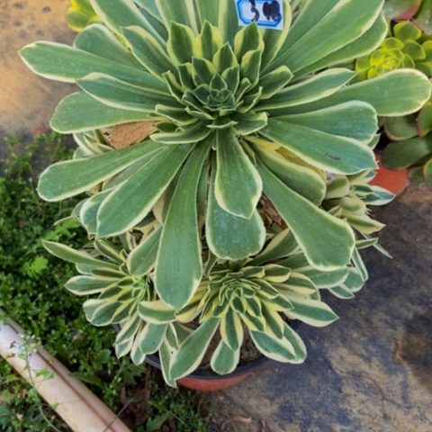 绿羊绒锦多肉植物348多肉