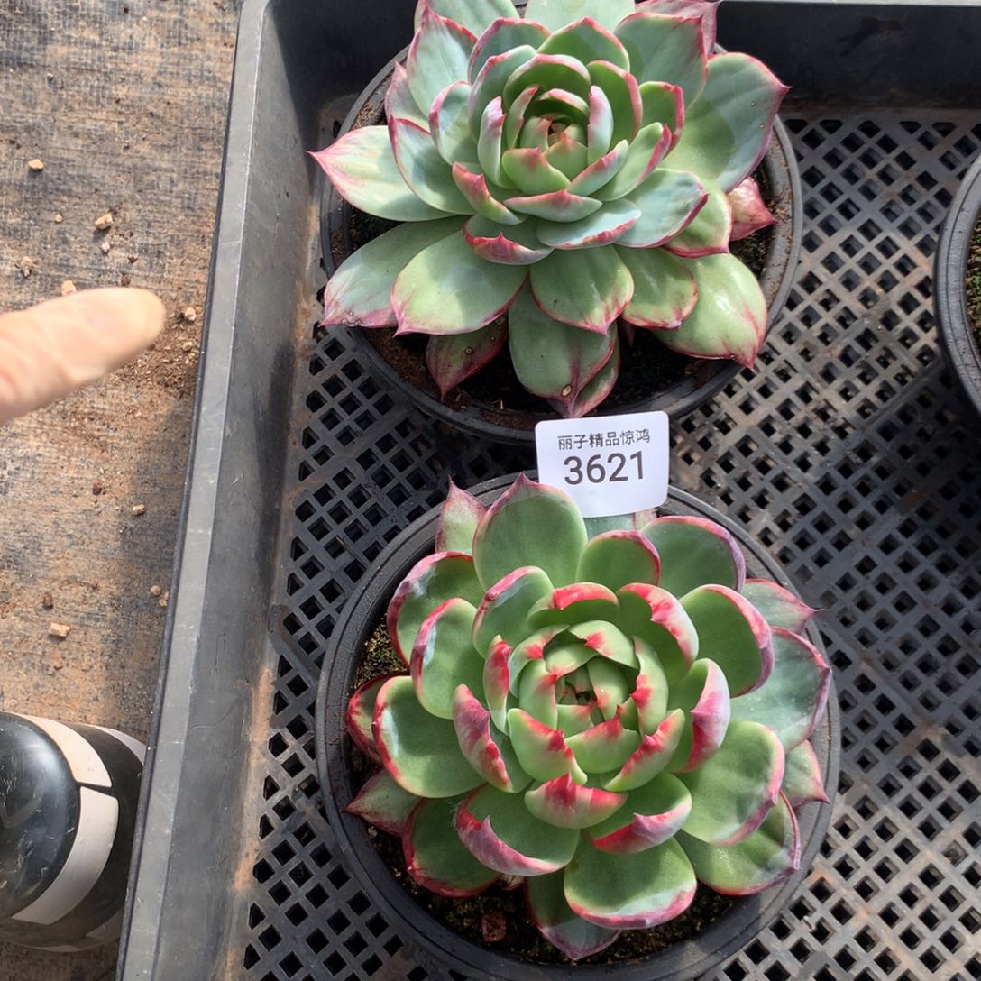 陌***华3621一物一拍2颗13厘米