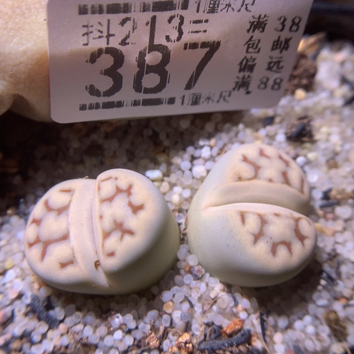 精品生石花213.387