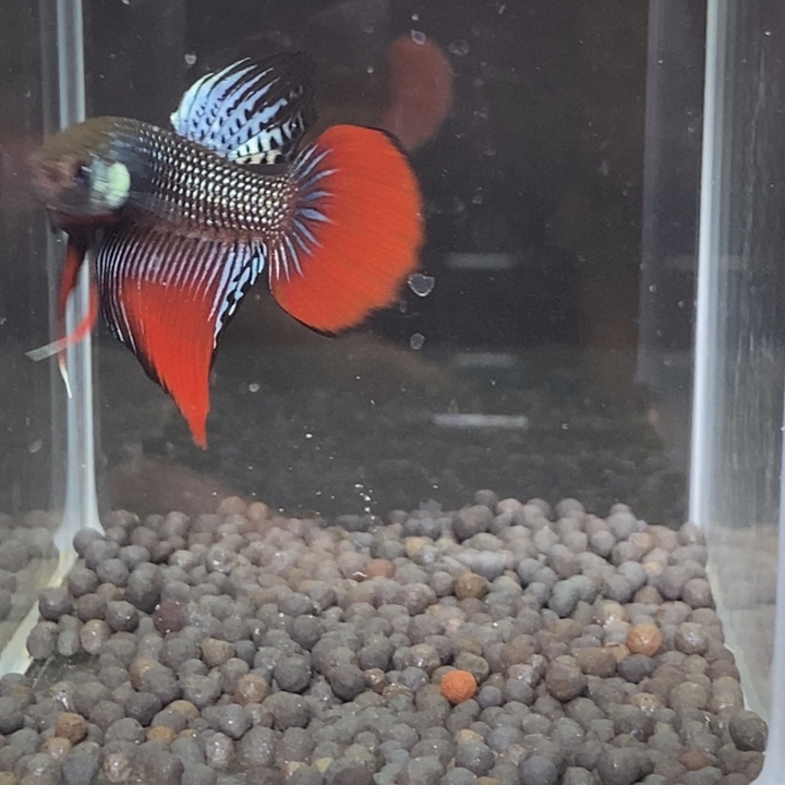 斗鱼泰国斗鱼192号