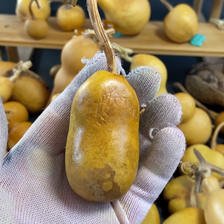 卫**刘葫芦葫芦真的