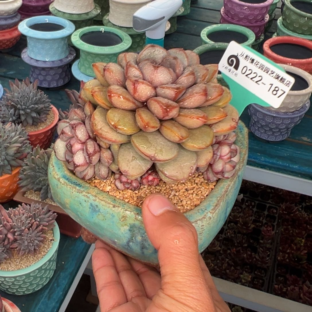 多肉一物一拍0222-187