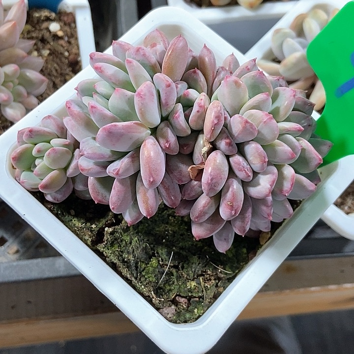 多肉植物粉珍妮缀988