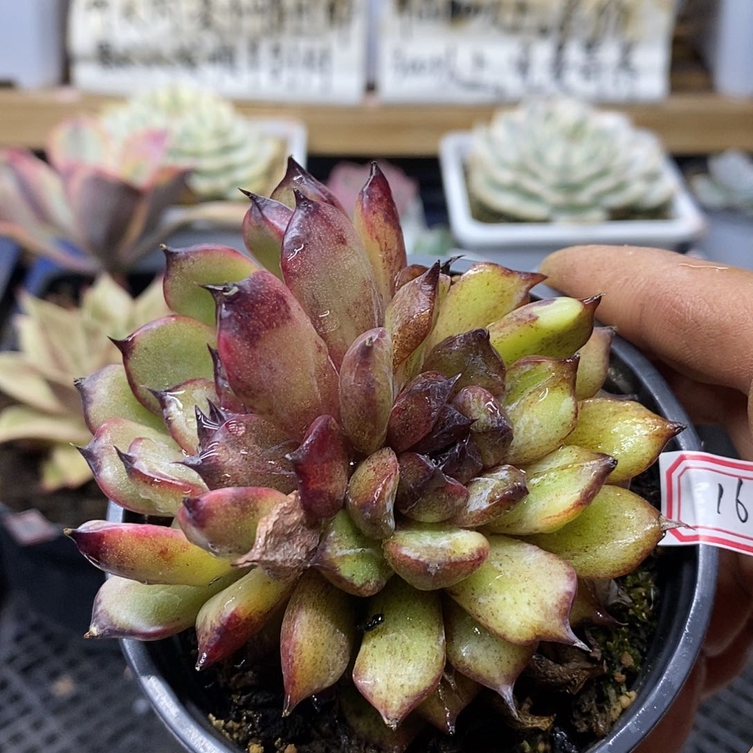 07166 黑水晶变异双头带锦