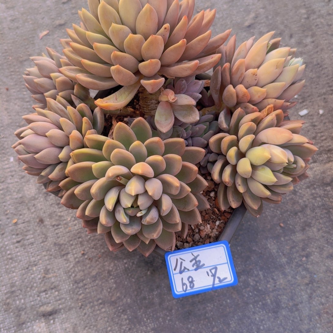 太**主公主红象牙凡艺多肉