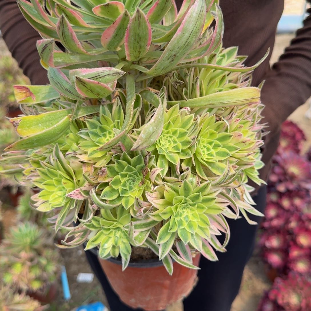 苹*虫2848夕颜。多肉植物