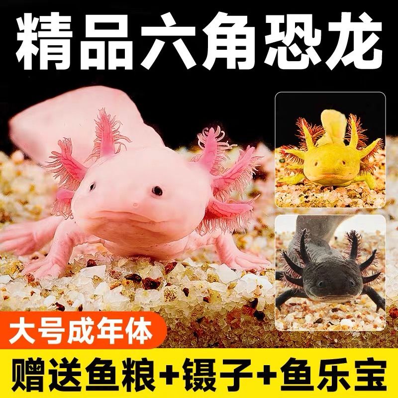 【包邮包活】【精品六角恐龙】【不用打氧气】【好养耐活】会认主人！