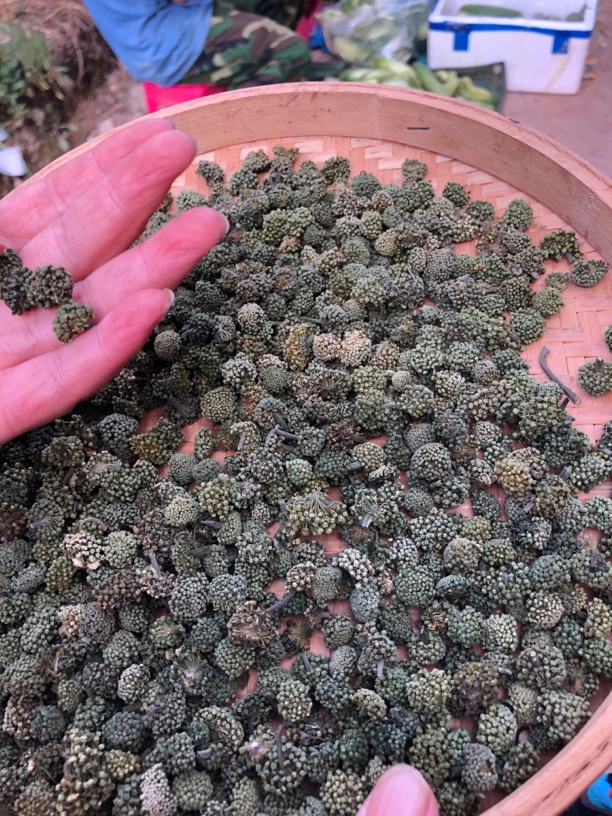 现收高山三七花临时链接