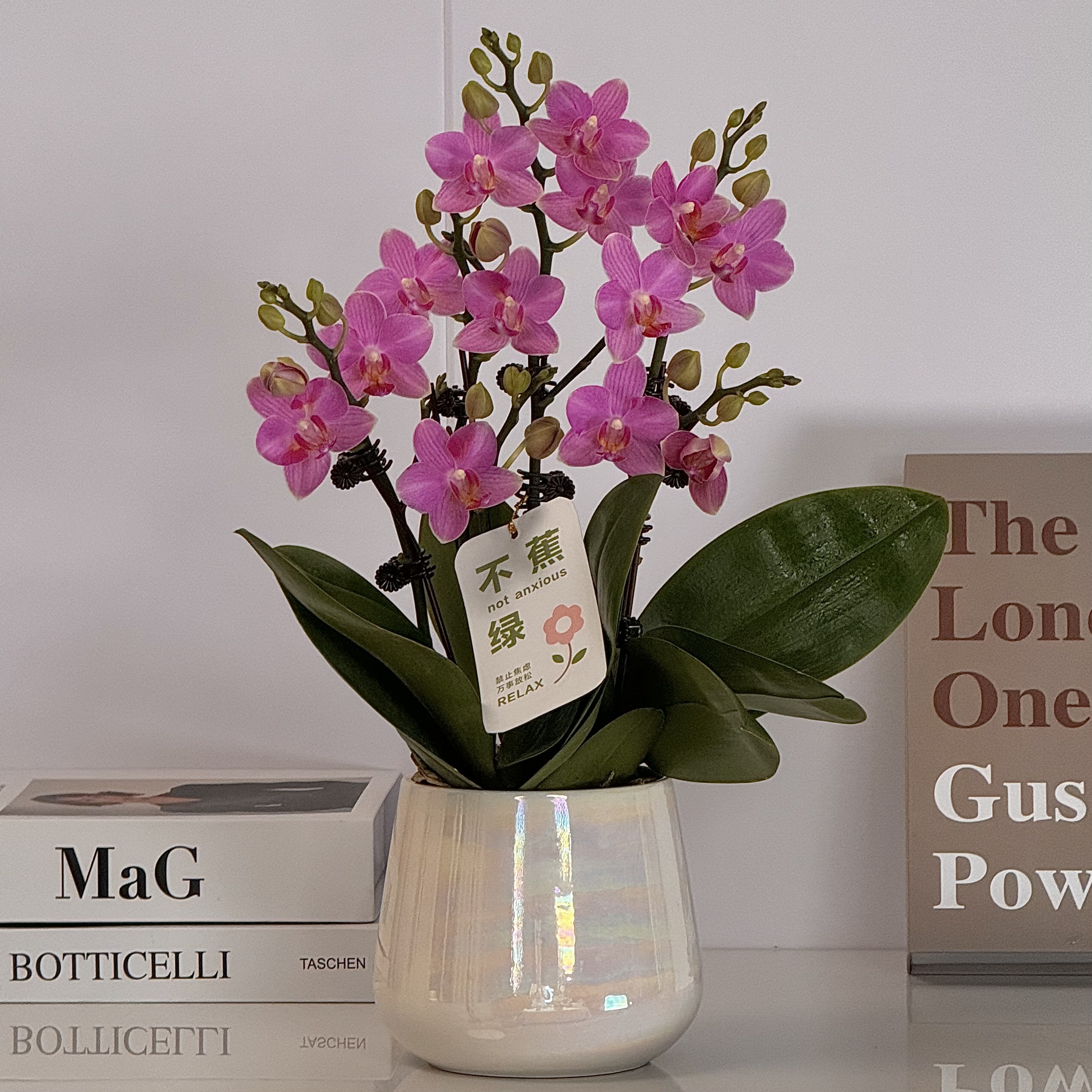 蝴蝶兰《小天使》粉紫色系花花 源头基地高品质直发室内客厅