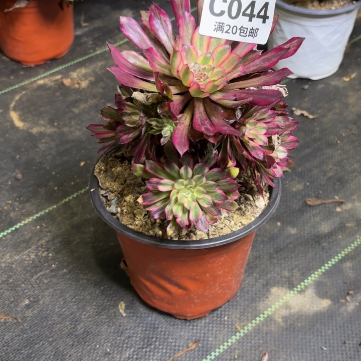 瑞妈一物一拍044