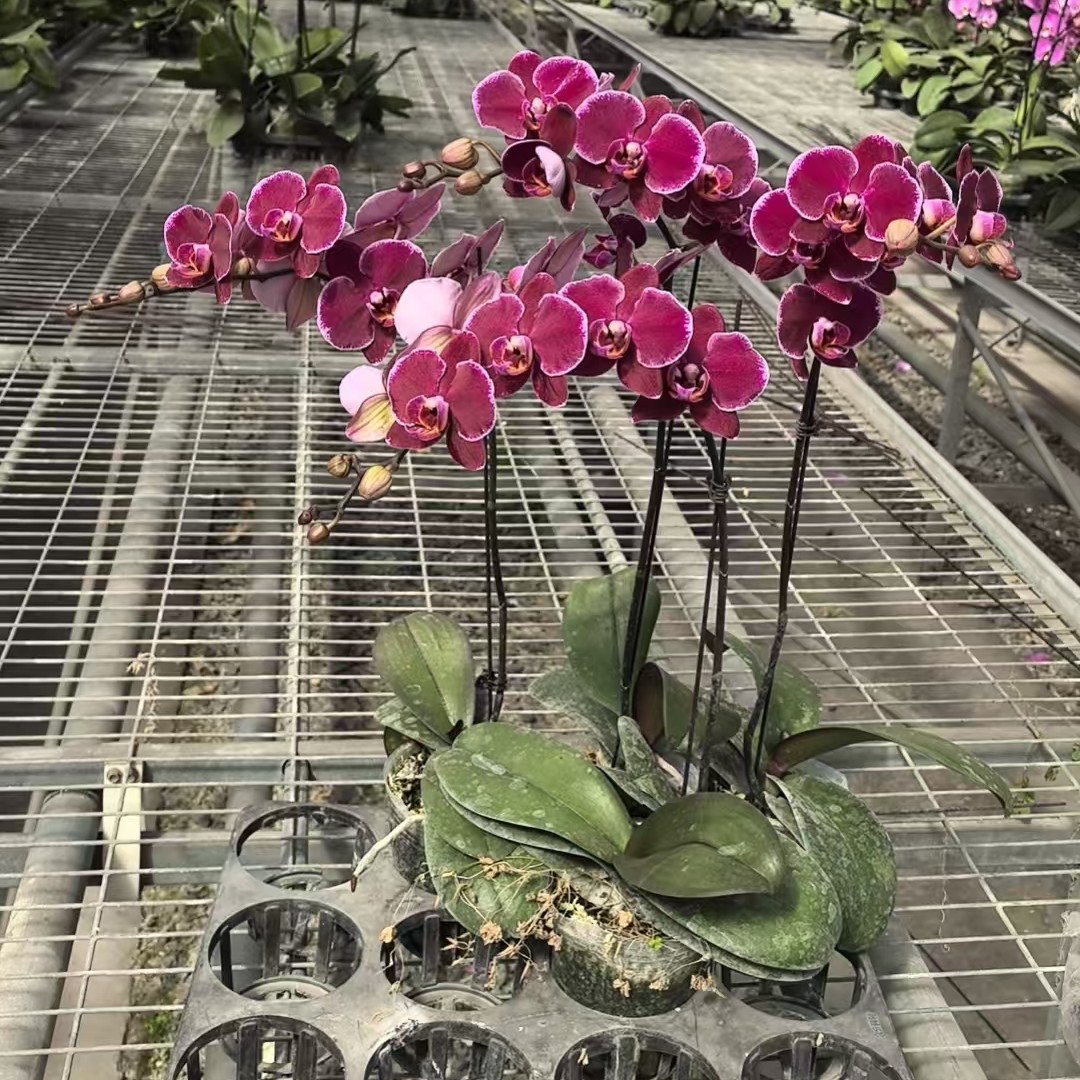 大花组合蝴蝶兰带花