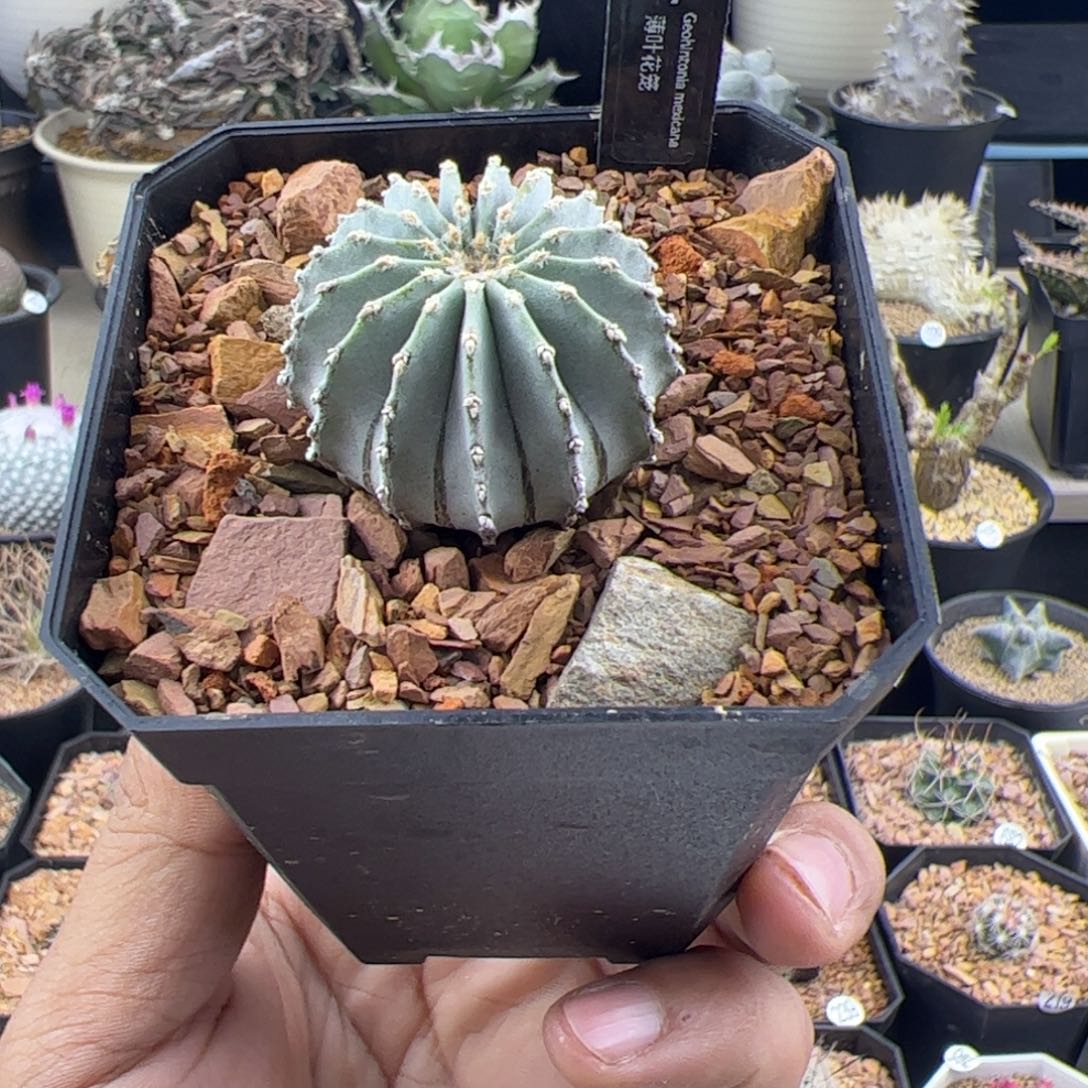 薄叶花笼实生一物一拍