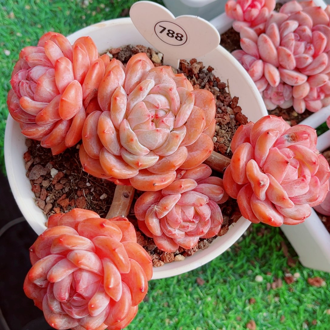 788号大老桩石榴籽星影群