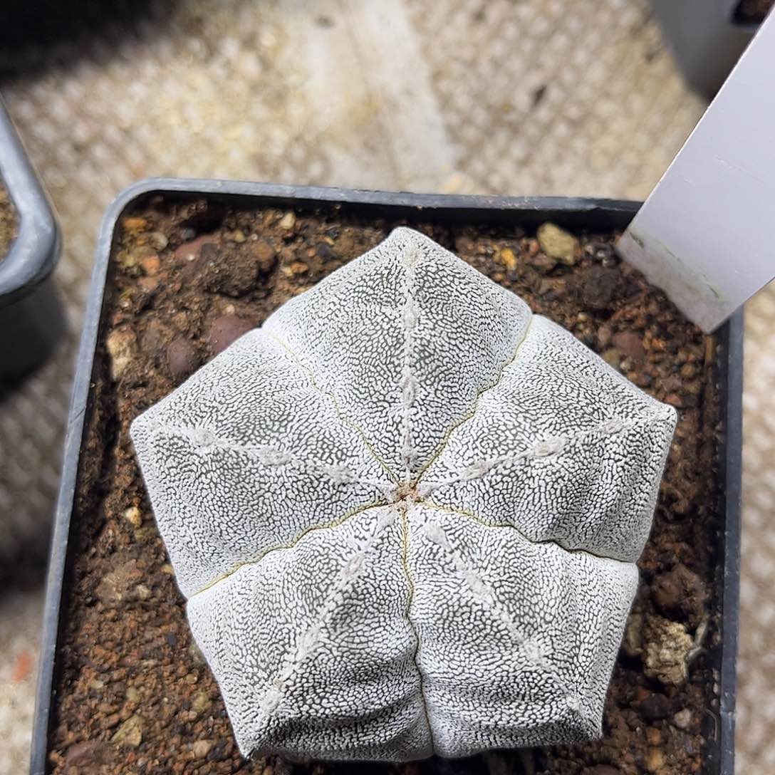 青***9无花朵山川嗯，总归假