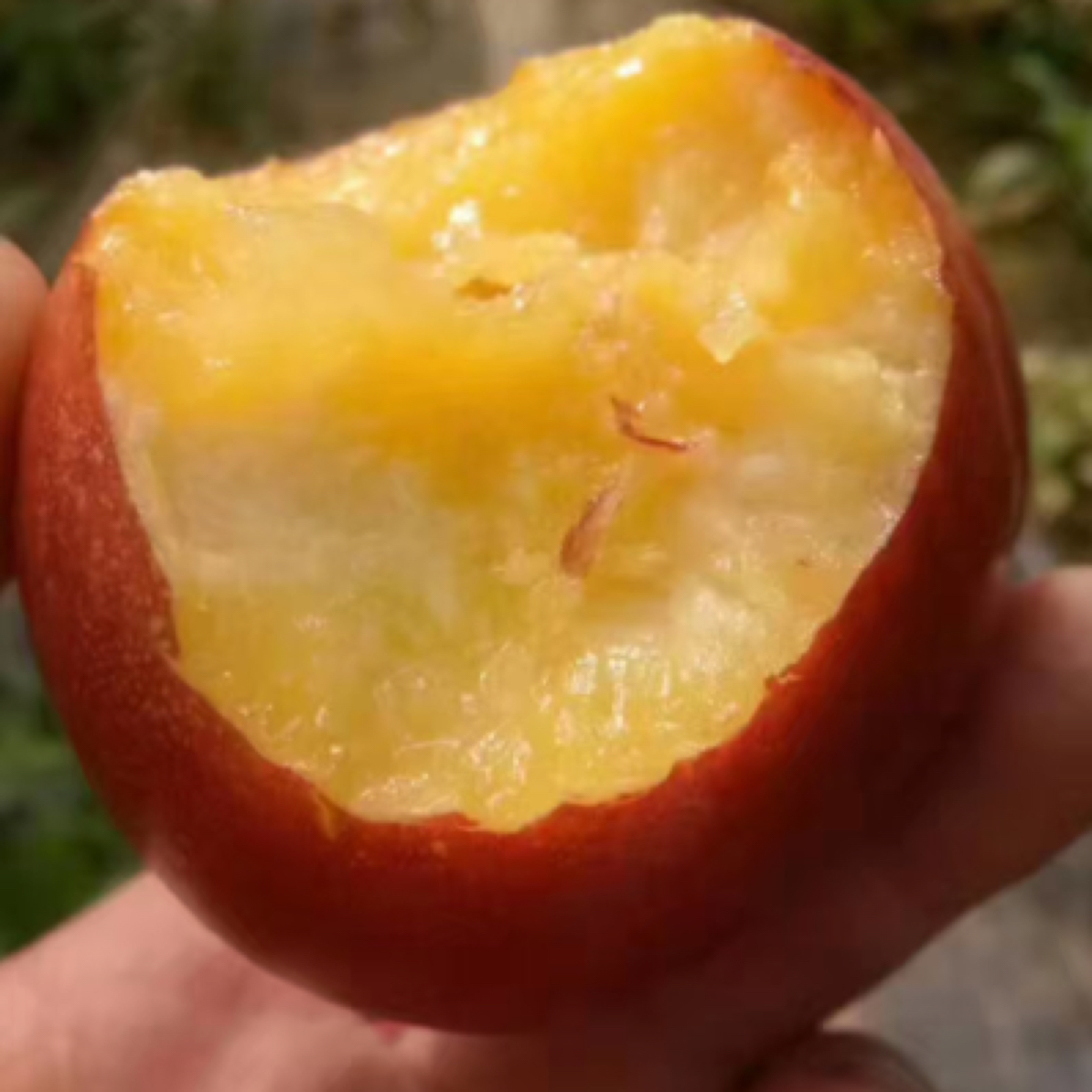 砀山麻点新鲜油桃脆甜多汁，现摘现发货