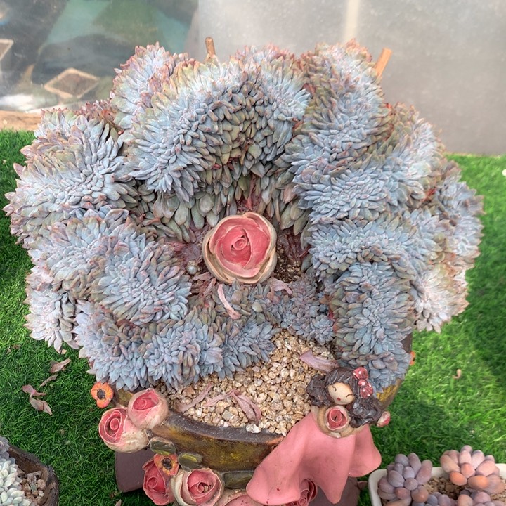 多肉植物星影树缀